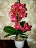 Phal. I-Hsin Claire '551' (peloric - 2 eyes) 2.5''