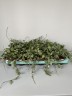Hoya krohniana eskimo (Ø 9 см)