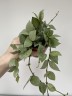 Hoya krohniana eskimo (Ø 9 см)