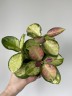 Hoya australis 'Lisa' (Ø 12 см)