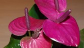Anthurium 'Baby Purple' Ø 12 см